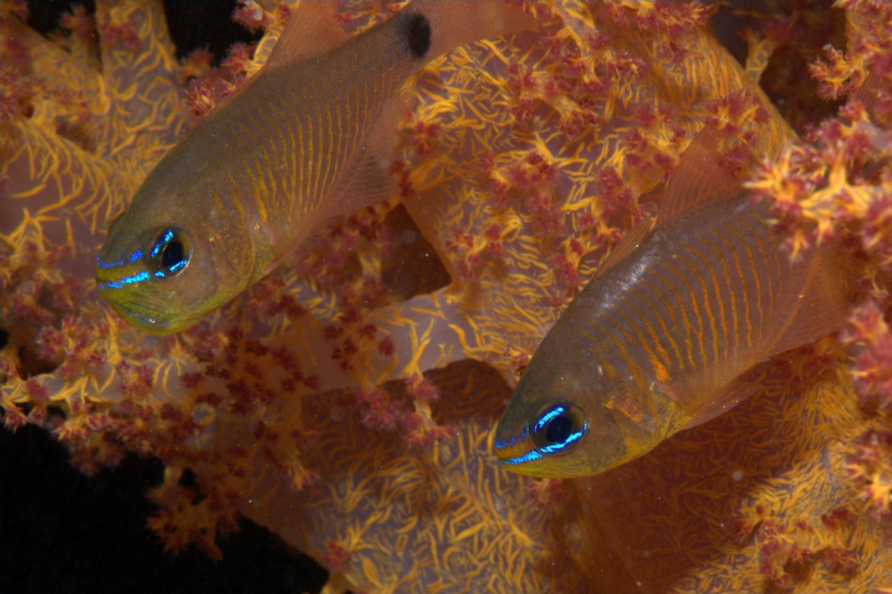 Archamia fucata (Pesce cardinale lineato)